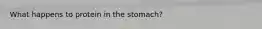 What happens to protein in the stomach?