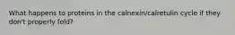 What happens to proteins in the calnexin/calretulin cycle if they don't properly fold?