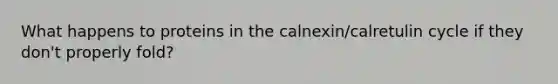 What happens to proteins in the calnexin/calretulin cycle if they don't properly fold?