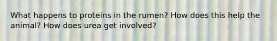 What happens to proteins in the rumen? How does this help the animal? How does urea get involved?