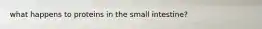 what happens to proteins in the small intestine?