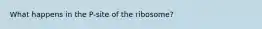 What happens in the P-site of the ribosome?