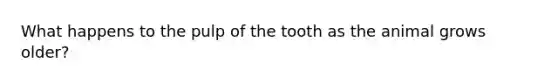 What happens to the pulp of the tooth as the animal grows older?