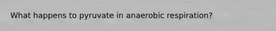 What happens to pyruvate in an<a href='https://www.questionai.com/knowledge/kyxGdbadrV-aerobic-respiration' class='anchor-knowledge'>aerobic respiration</a>?