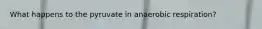 What happens to the pyruvate in anaerobic respiration?