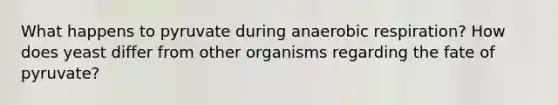 What happens to pyruvate during anaerobic respiration? How does yeast differ from other organisms regarding the fate of pyruvate?