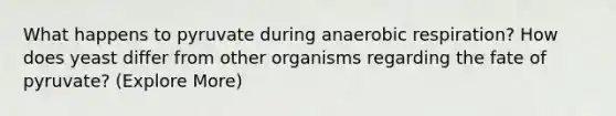 What happens to pyruvate during anaerobic respiration? How does yeast differ from other organisms regarding the fate of pyruvate? (Explore More)