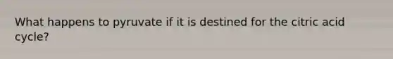 What happens to pyruvate if it is destined for the citric acid cycle?