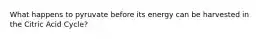 What happens to pyruvate before its energy can be harvested in the Citric Acid Cycle?