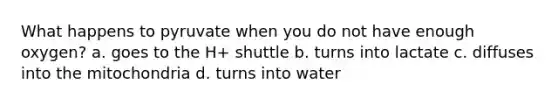 What happens to pyruvate when you do not have enough oxygen? a. goes to the H+ shuttle b. turns into lactate c. diffuses into the mitochondria d. turns into water