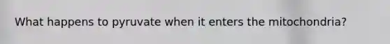What happens to pyruvate when it enters the mitochondria?