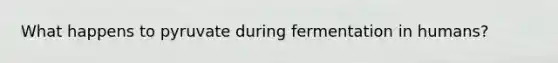 What happens to pyruvate during fermentation in humans?