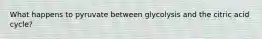 What happens to pyruvate between glycolysis and the citric acid cycle?