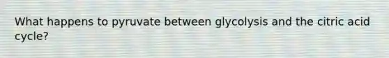 What happens to pyruvate between glycolysis and the citric acid cycle?