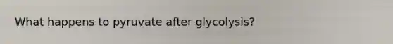 What happens to pyruvate after glycolysis?