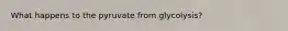 What happens to the pyruvate from glycolysis?