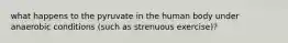 what happens to the pyruvate in the human body under anaerobic conditions (such as strenuous exercise)?