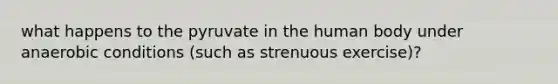 what happens to the pyruvate in the human body under anaerobic conditions (such as strenuous exercise)?