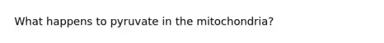 What happens to pyruvate in the mitochondria?