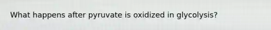 What happens after pyruvate is oxidized in glycolysis?