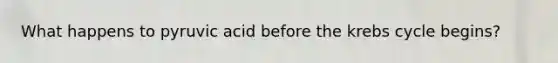 What happens to pyruvic acid before the krebs cycle begins?