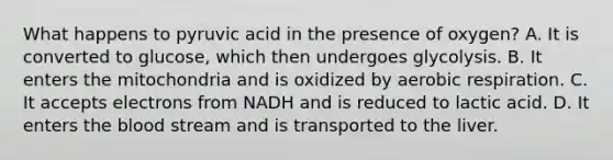 What happens to pyruvic acid in the presence of oxygen? A. It is converted to glucose, which then undergoes glycolysis. B. It enters the mitochondria and is oxidized by aerobic respiration. C. It accepts electrons from NADH and is reduced to lactic acid. D. It enters the blood stream and is transported to the liver.