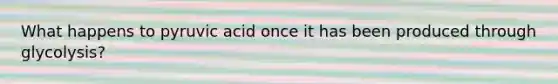 What happens to pyruvic acid once it has been produced through glycolysis?