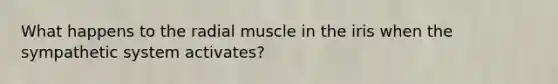 What happens to the radial muscle in the iris when the sympathetic system activates?