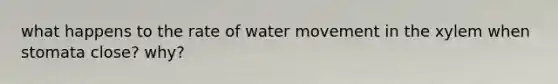 what happens to the rate of water movement in the xylem when stomata close? why?