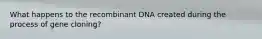 What happens to the recombinant DNA created during the process of gene cloning?