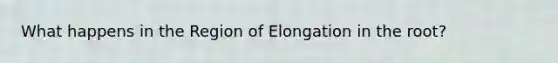 What happens in the Region of Elongation in the root?