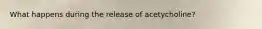 What happens during the release of acetycholine?