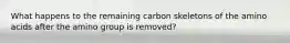 What happens to the remaining carbon skeletons of the amino acids after the amino group is removed?