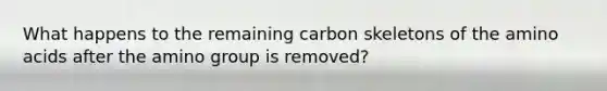 What happens to the remaining carbon skeletons of the amino acids after the amino group is removed?