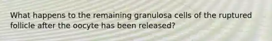 What happens to the remaining granulosa cells of the ruptured follicle after the oocyte has been released?