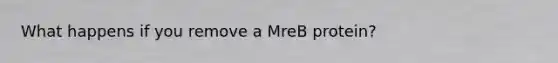 What happens if you remove a MreB protein?