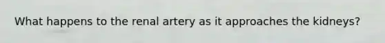 What happens to the renal artery as it approaches the kidneys?