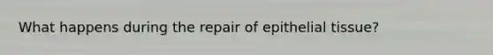 What happens during the repair of epithelial tissue?