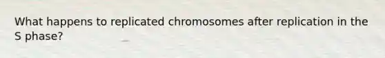 What happens to replicated chromosomes after replication in the S phase?