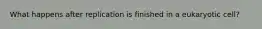 What happens after replication is finished in a eukaryotic cell?