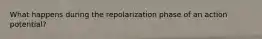 What happens during the repolarization phase of an action potential?