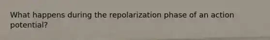 What happens during the repolarization phase of an action potential?