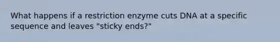 What happens if a restriction enzyme cuts DNA at a specific sequence and leaves "sticky ends?"