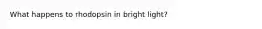 What happens to rhodopsin in bright light?