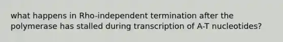 what happens in Rho-independent termination after the polymerase has stalled during transcription of A-T nucleotides?