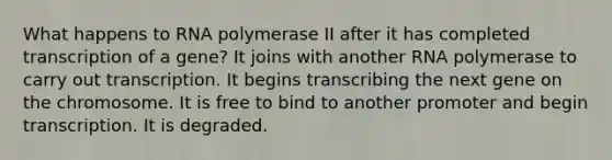 What happens to RNA polymerase II after it has completed transcription of a gene? It joins with another RNA polymerase to carry out transcription. It begins transcribing the next gene on the chromosome. It is free to bind to another promoter and begin transcription. It is degraded.