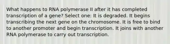 What happens to RNA polymerase II after it has completed transcription of a gene? Select one: It is degraded. It begins transcribing the next gene on the chromosome. It is free to bind to another promoter and begin transcription. It joins with another RNA polymerase to carry out transcription.