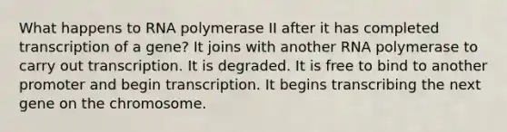 What happens to RNA polymerase II after it has completed transcription of a gene? It joins with another RNA polymerase to carry out transcription. It is degraded. It is free to bind to another promoter and begin transcription. It begins transcribing the next gene on the chromosome.