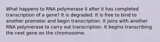 What happens to RNA polymerase II after it has completed transcription of a gene? It is degraded. It is free to bind to another promoter and begin transcription. It joins with another RNA polymerase to carry out transcription. It begins transcribing the next gene on the chromosome.