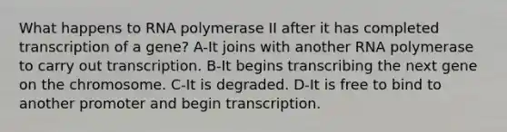 What happens to RNA polymerase II after it has completed transcription of a gene? A-It joins with another RNA polymerase to carry out transcription. B-It begins transcribing the next gene on the chromosome. C-It is degraded. D-It is free to bind to another promoter and begin transcription.